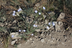 Linum perenne