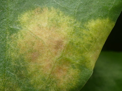 Phyllosiphon arisari