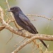 Fork-tailed Drongo - Photo (c) Lip Kee, some rights reserved (CC BY-SA)
