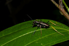 Odontocheila
