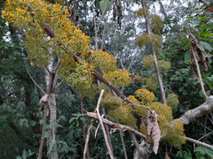 Casimiroa