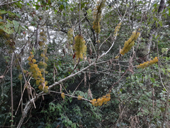 Casimiroa