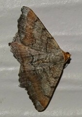Macaria transitaria