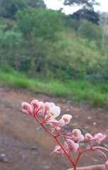 Miconia xalapensis