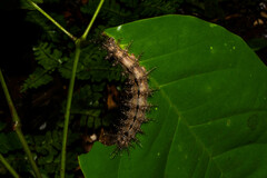 Hemileucinae