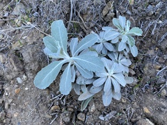 Hazardia detonsa