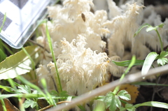 Hericium
