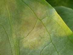 Phyllosiphon arisari