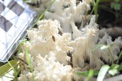 Hericium