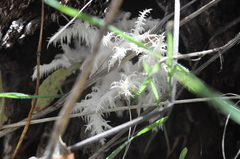 Hericium