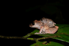 Pristimantis ockendeni