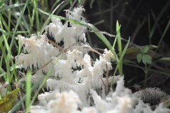 Hericium