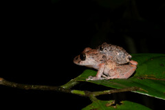 Pristimantis ockendeni