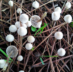 Mycena stylobates