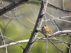 Passerina cyanea