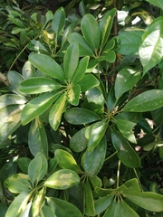 Schefflera arboricola image