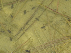 Nepomorpha