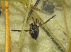 Nepomorpha