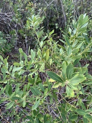 Ilex
