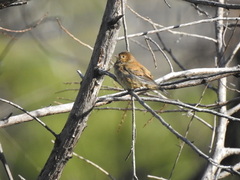 Passerina cyanea