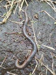 Haemopis sanguisuga