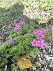 Oxalis articulata