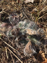 Hieracium longipilum