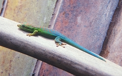 Phelsuma cepediana