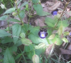 Torenia fournieri