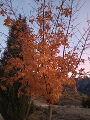 Acer granatense