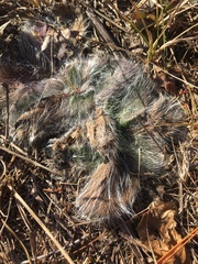 Hieracium longipilum