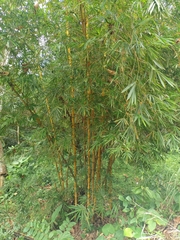 Bambusa vulgaris