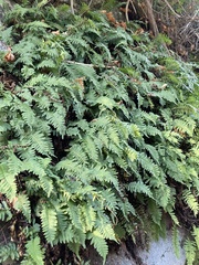 Polypodium appalachianum