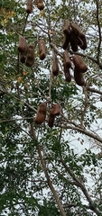 Hymenaea courbaril