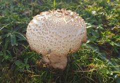 Chlorophyllum rhacodes