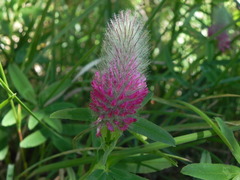 Trifolium rubens