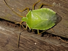 Chlorocoris