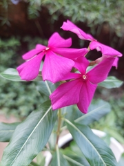 Catharanthus roseus