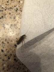Blattella