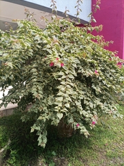 Bougainvillea spectabilis