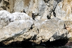 Gulosus aristotelis desmarestii