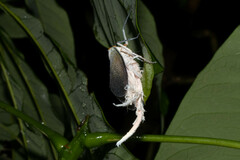 Pterodictya reticularis