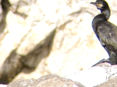 Gulosus aristotelis desmarestii