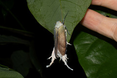 Pterodictya reticularis