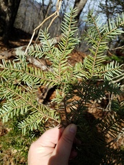 Tsuga caroliniana