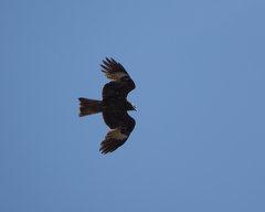 Milvus migrans lineatus