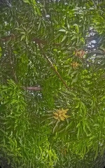 Acacia auriculiformis