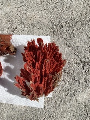 Clathria foliacea