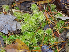 Sphagnum affine