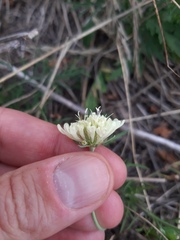 Scabiosa ochroleuca